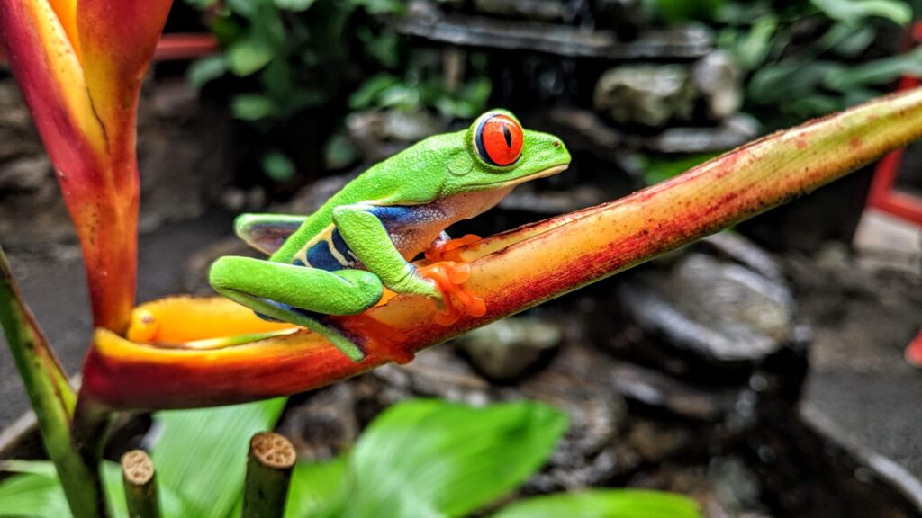 Costa Rica Frog